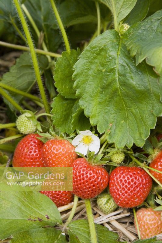 Strawberry - Fragaria ananassa 'Cambridge Favourite'