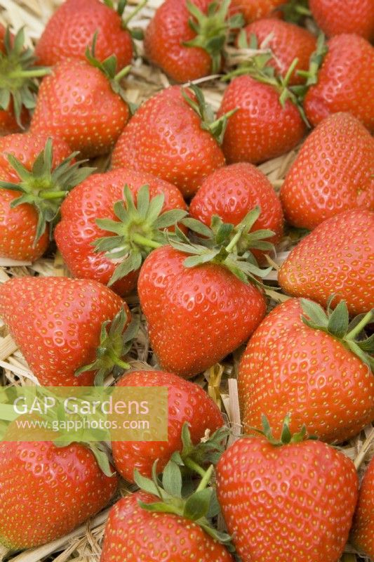 Strawberries - Fragaria ananassa 'Christine'