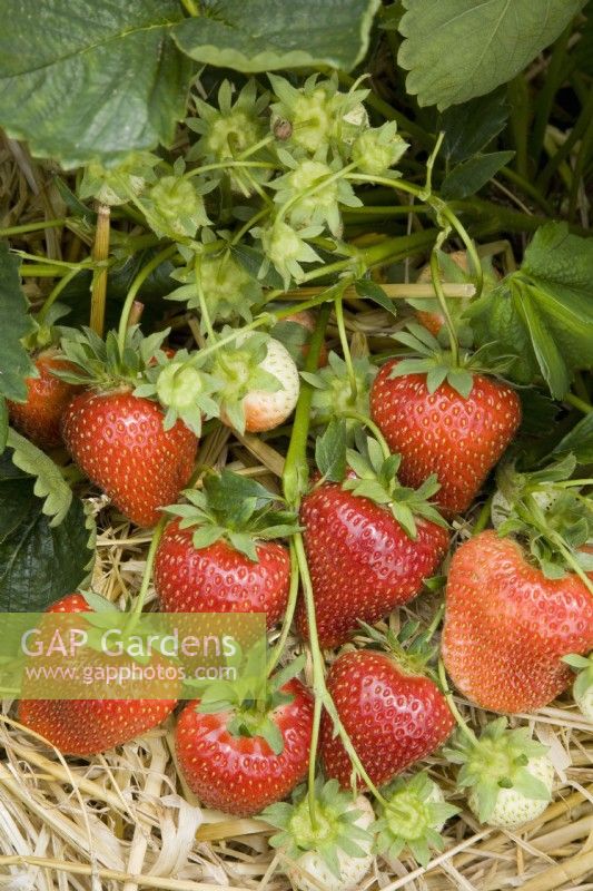 Strawberry - Fragaria ananassa 'Daisy'