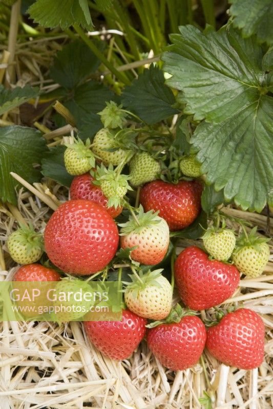 Strawberry - Fragaria ananassa 'Elegance' syn. 'EM1276'