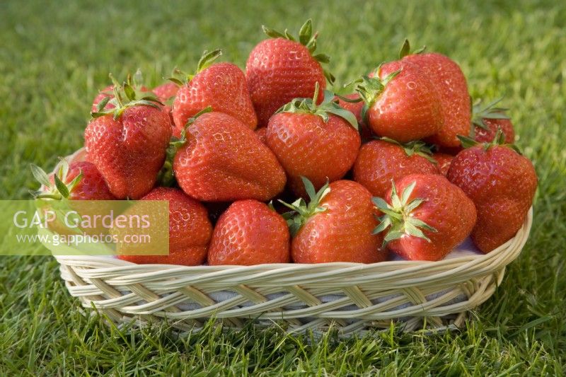 Strawberries in basket - Fragaria ananassa 'Elsanta'