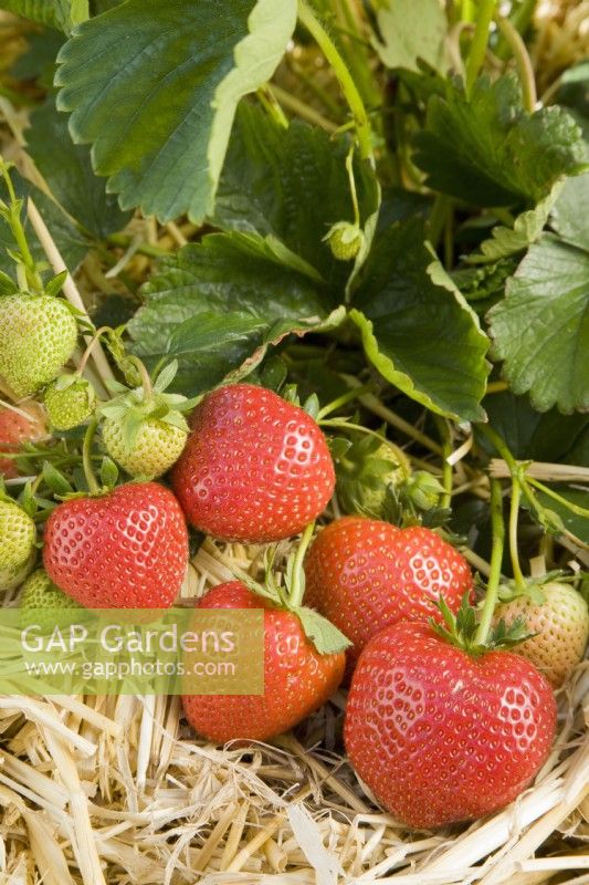 Strawberry - Fragaria ananassa 'EM1315'