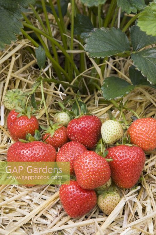 Strawberry - Fragaria ananassa 'EM1315'