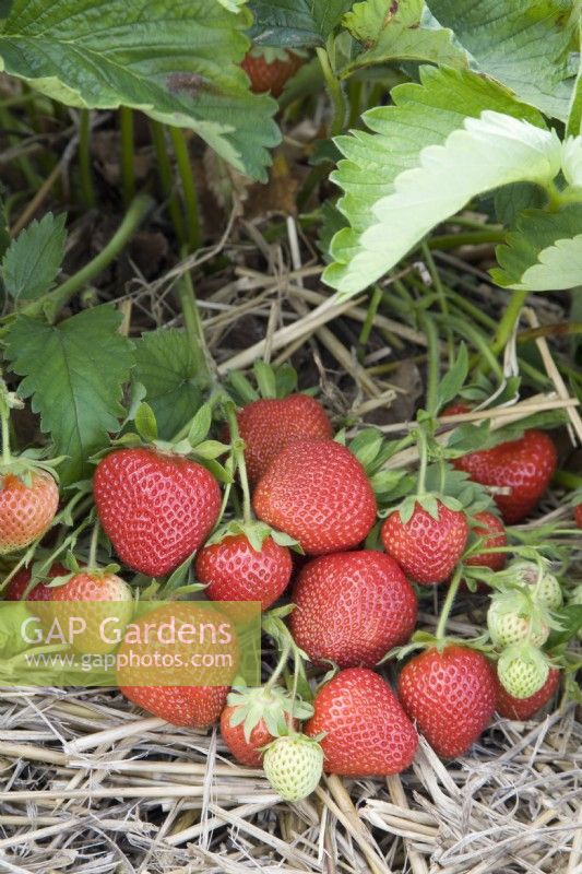 Strawberry - Fragaria ananassa 'Fenella'