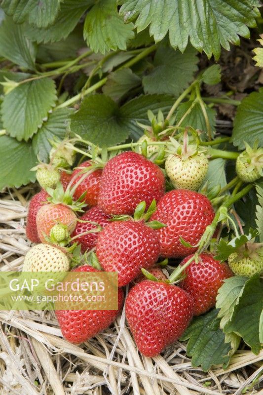 Strawberry - Fragaria ananassa 'Florence'