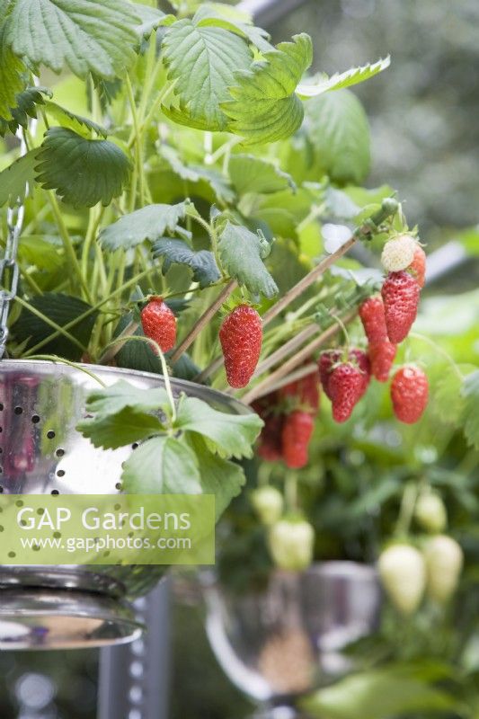 Strawberry - Fragaria ananassa 'Gariguette'