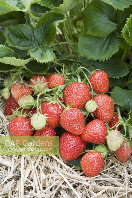 Strawberry - Fragaria ananassa 'Judibell'