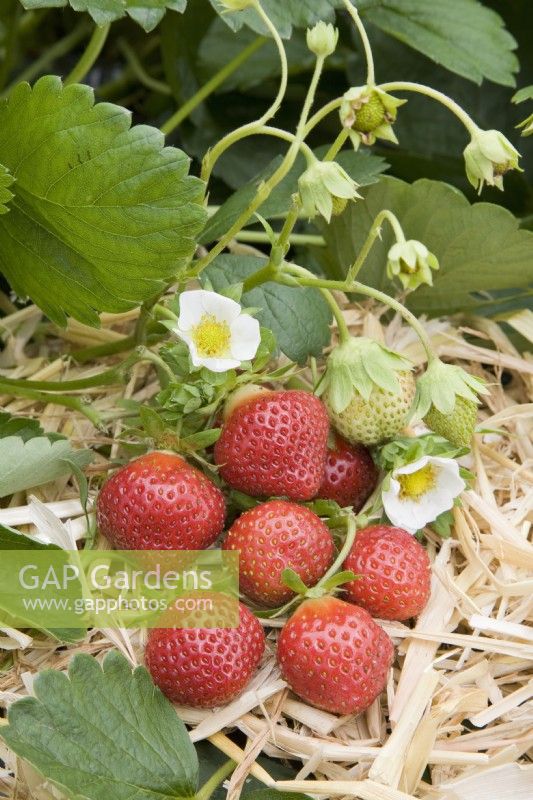 Strawberry - Fragaria vesca 'Mara des Bois'