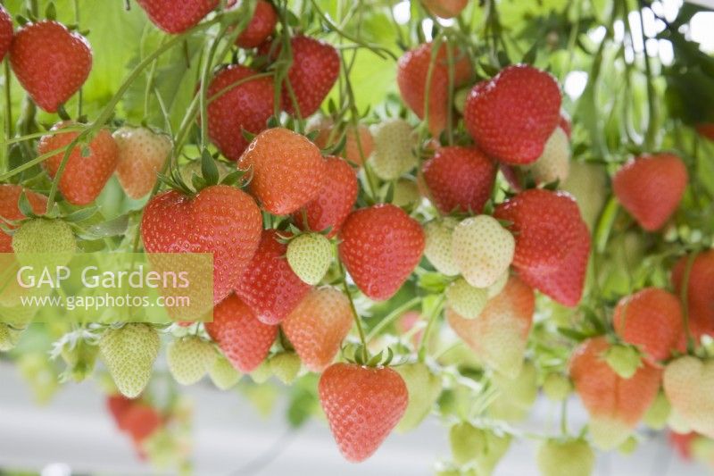 Strawberry - Fragaria ananassa 'Sasha'