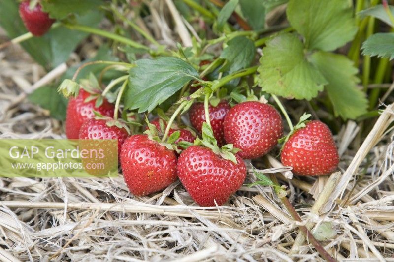 Strawberry - Fragaria ananassa 'Vibrant' syn. 'Marshmavel'