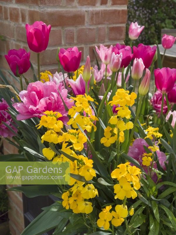 Erysimum 'Lela Yellow Glow' with pink tulips in container