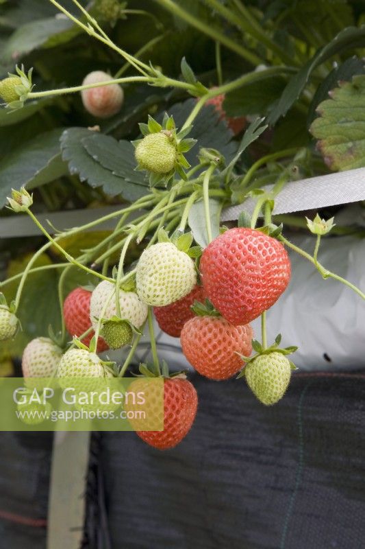 Strawberry - Fragaria ananassa 'Finesse'