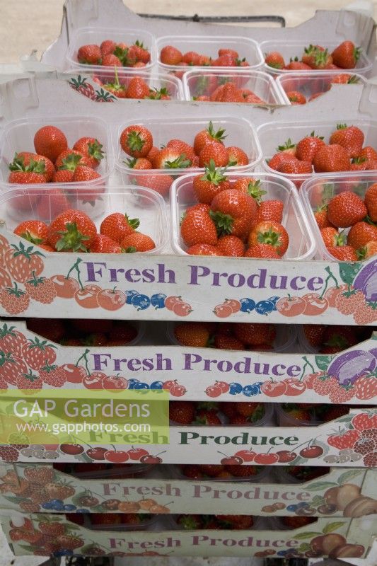 Strawberries in punnets for the supermarket - Fragaria ananassa 'Sonata'