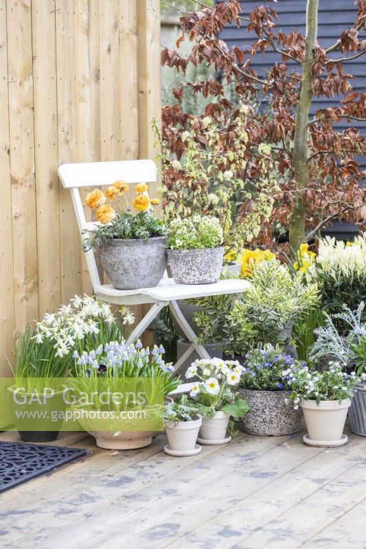 Ranunculus 'Vortex Orange Apricot' and Mossy saxifrage 'Alpino Early Lime' in pots on white chair with Yellow watering can, Narcissus 'Topolino', Muscari 'Valerie Finnis', Primula, Lithodora diffusa, Hebe Variegata and Myostis beneath it
