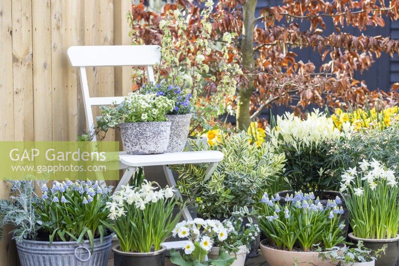 Mossy saxifrage 'Alpino Early Lime' and Lithodora diffusa in pots on chair with Muscari, Narcissus, Primulas, Hebe, Myosotis and Euonymus beneath it