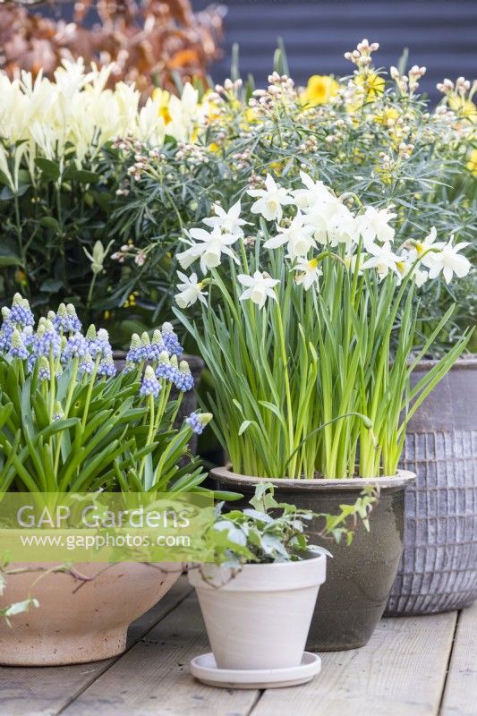 Narcissus 'Topolino' in pot next to Choisya, Muscari and Ivy