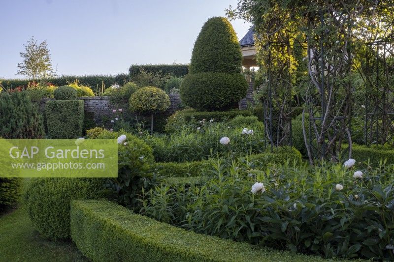 Parterre garden with Yew and Box topiary hedging and white peonies