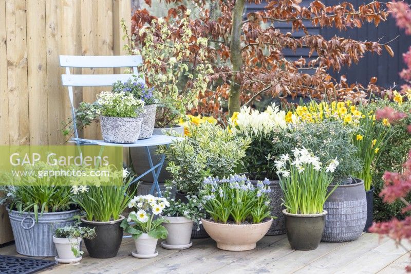 Mossy saxifrage 'Alpino Early Lime' in pot on a chair with Muscari 'Valerie Finnis', Narcissus 'Topolino', Primula, Myosotis, Hebe, Euonymus, Choisya and Ribes on the deck