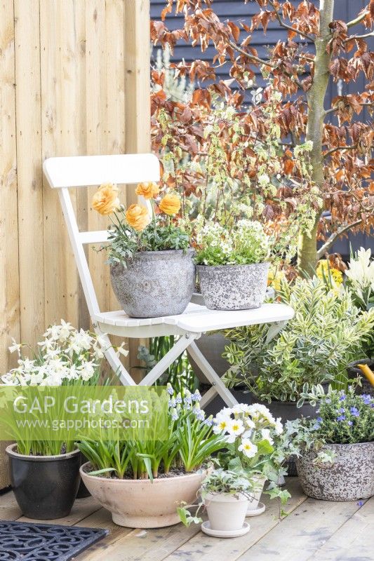 Ranunculus 'Vortex Orange Apricot' and Mossy saxifrage 'Alpino Early Lime' in pots on white chair with Narcissus, Muscari, Primula and Hebe beneath
