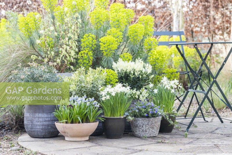 Lithodora diffusa, Muscari armeniacum 'Valerie Finnis' Narcissus 'Topolino', Hebe variegata, Euonymus, Mossy saxifrage and Choisya arranged on patio with table and chairs