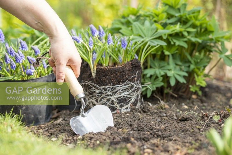 Woman using planting trowel in border to make a hole to plant pot-grown Muscari