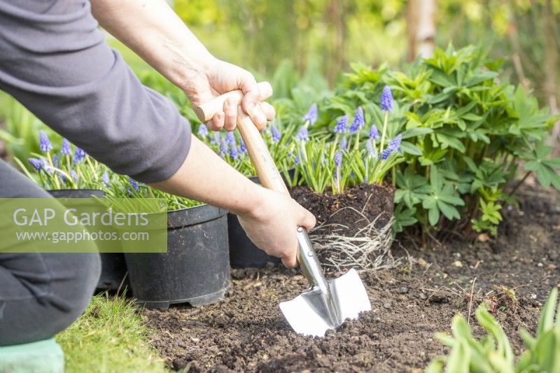 Woman using perennial spade in border to make a hole to plant pot-grown Muscari