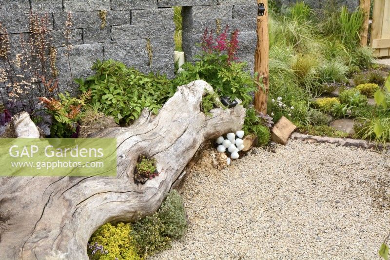 A large tree stump lying on a gravel surface used as a flowerbed and seating area. Planted with Thymus vulgaris, Heuchera 'Licorice', Astilbe koreana, fungi, sedum. Beyond the dog area with mix grasses.  June
Designer: Mary Anne Farenden. Bord Bia Bloom, Super Garden, Dublin, Ireland.