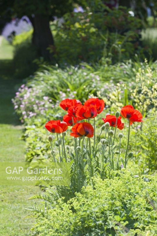 Papaver orientale. Clump of red oriental poppies growing in a herbaceous border. June