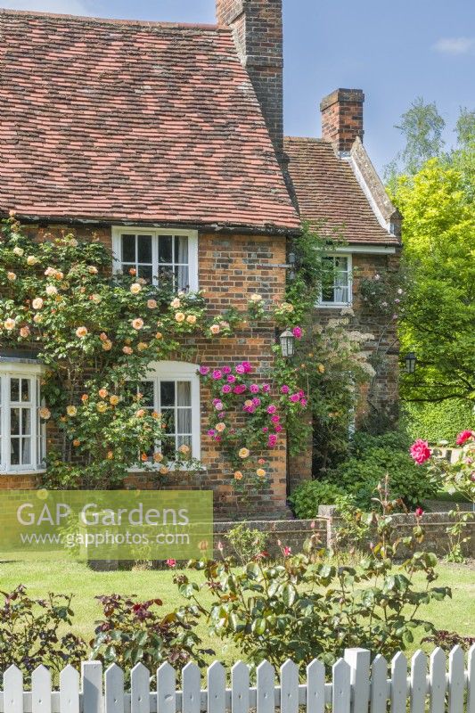 Picturesque village house clothed with climbing roses and a white painted picket fence. June