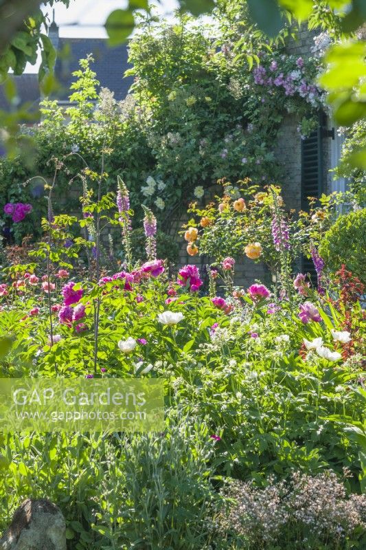Cottage style garden with peonies, roses and foxgloves. June