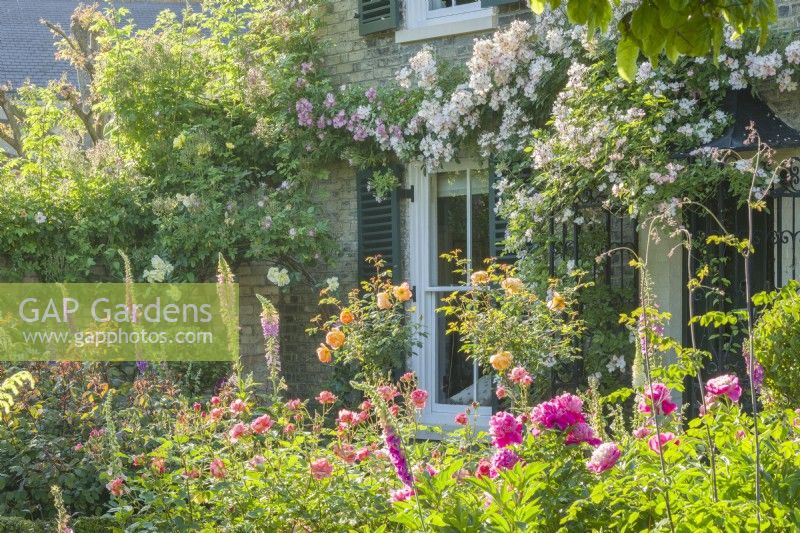 View of a small rose garden in front of a Victorian house. Shrub roses, foxgloves and peonies with rambler roses trained on the front of the house and over the porch. June.