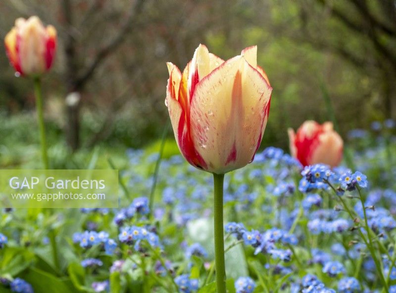 Tulipa 'Spryng Break' growing among forget me nots