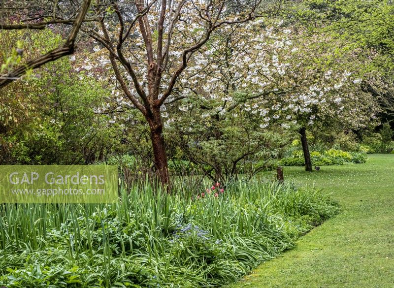 Spring woodland garden with perennials emerging and spring blossom