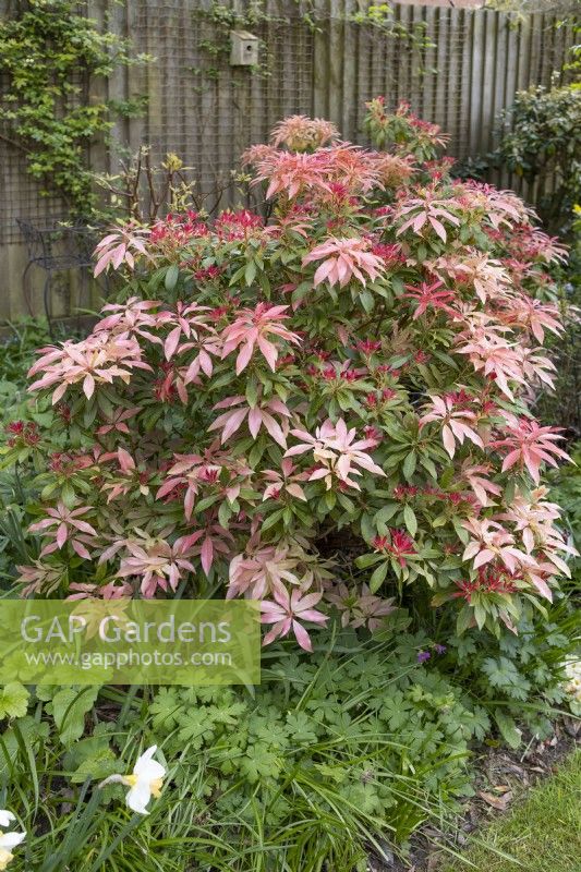 Pieris japonica in a narrow border, by a fence, April