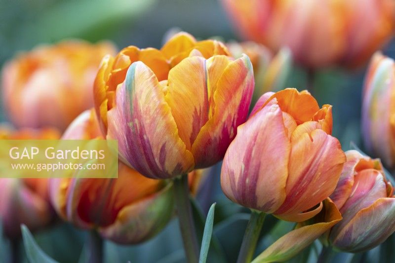 Tulipa 'Orange Princess'