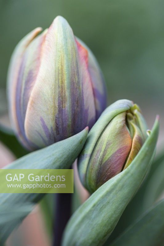 Tulipa 'Orange Princess' buds