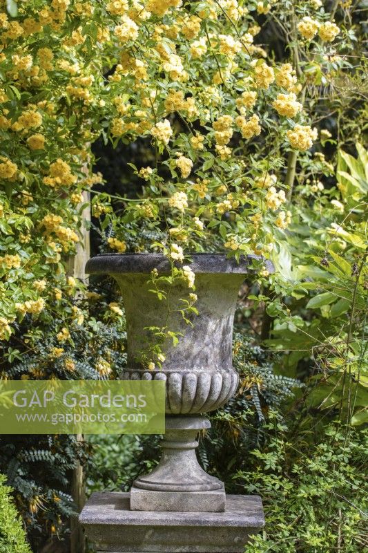 Rosa banksiae 'Lutea' and a stone urn