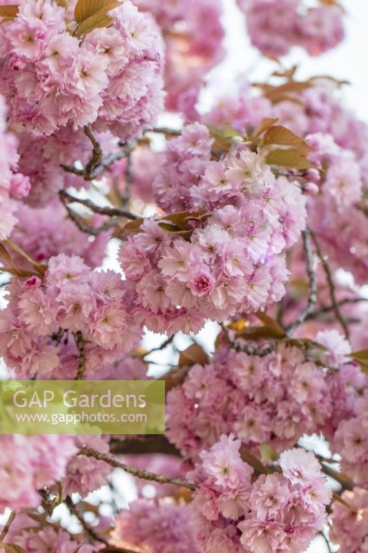 Prunus 'Kanzan' - Japanese cherry blossom