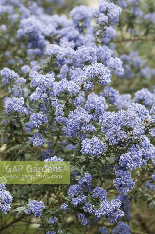 Ceanothus 'Puget Blue' - Californian lilac
