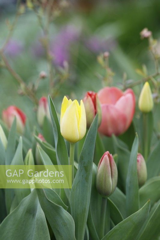 Tulipa Colour Carnival - Tulips