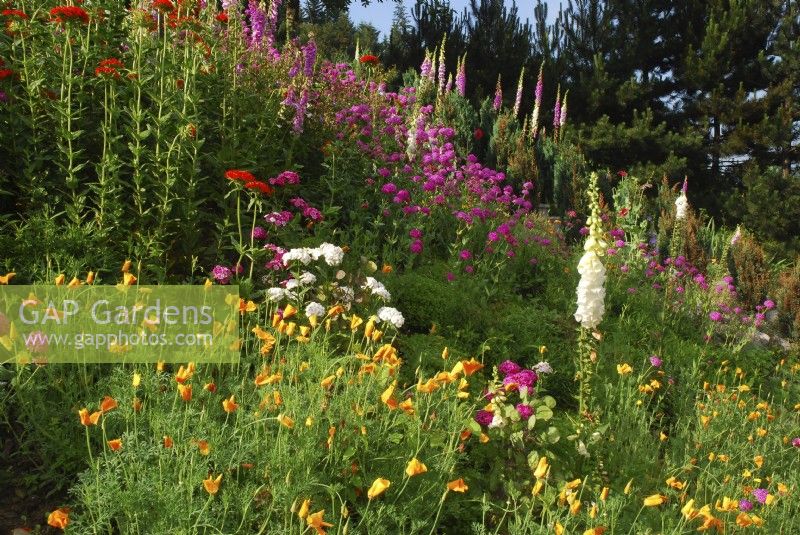 Abundantly blooming wildflower meadow on a slope with Silene orientalis, Silene chalcedonica, Eschscholzia californica- Californian poppies, Digitalis purpurea. July
