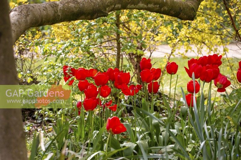 Red tulips underneath a low tree branch
