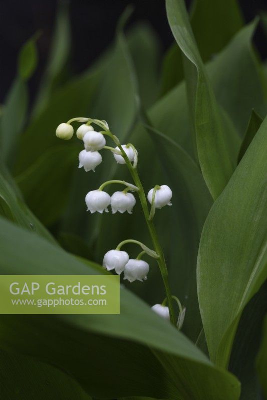 Convallaria majalis - Lily of the valley