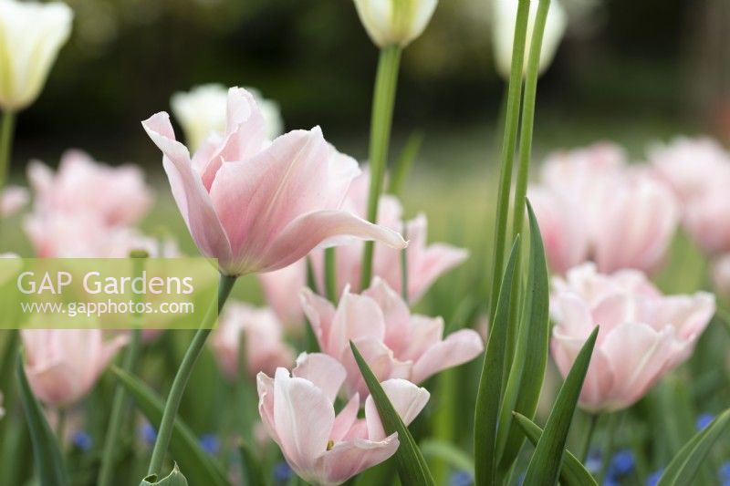 Tulipa 'Rejoyce' Triumph