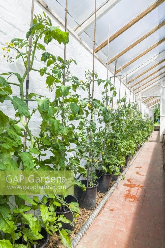 Tomatoes growing in pots with automatic irrigation and trained as cordons up bamboo poles and string in a greenhouse. June