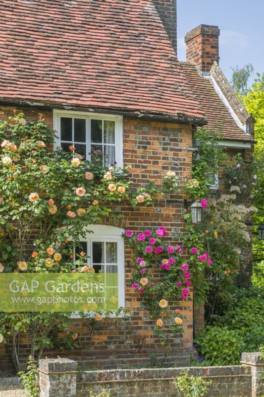 Picturesque village house clothed with climbing roses. June.