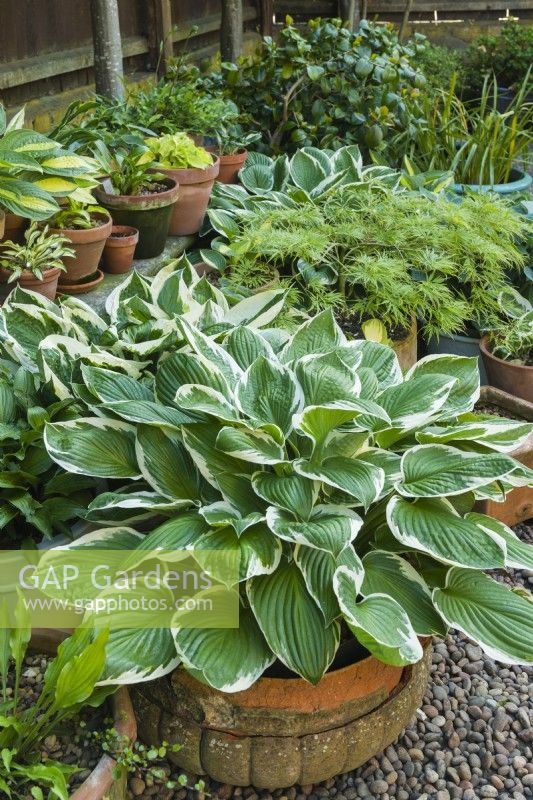 Collection of hostas and a cut-leaved Japanese maple in containers in a shady corner of a courtyard. June.