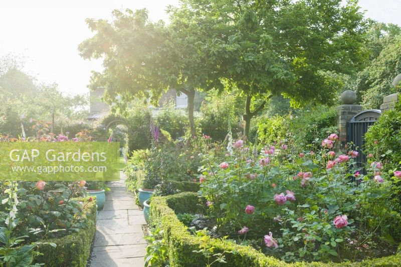 View of a small rose garden. View along a path towards a gate in a brick wall of a town garden with formal flower beds filled with roses and foxgloves. Rambling and climbing roses covering the walls and fences. June.