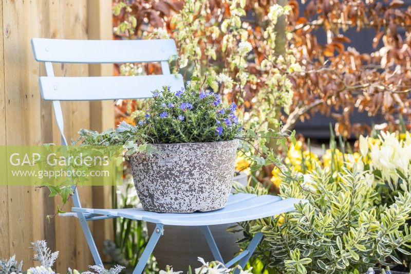 Lithodora diffusa in pot on a chair