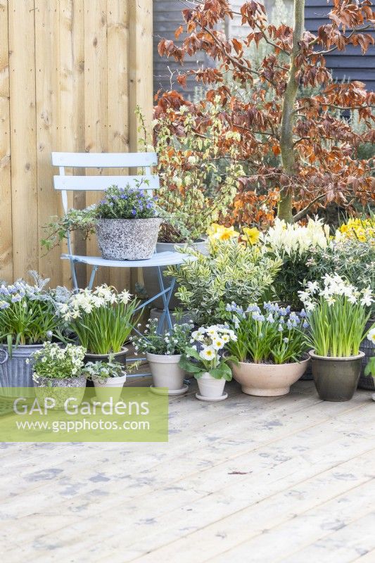 Lithodora diffusa in pot on a chair with Muscari 'Valerie Finnis', Narcissus 'Topolino', Primula, Myosotis, Hebe, Euonymus, Choisya and Ribes on the deck